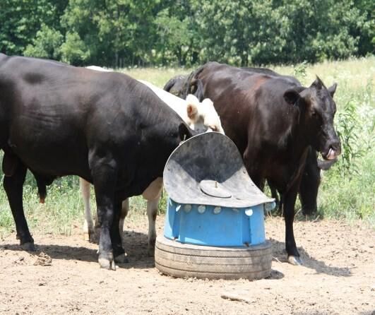 CC Cows at Mineral Feeder